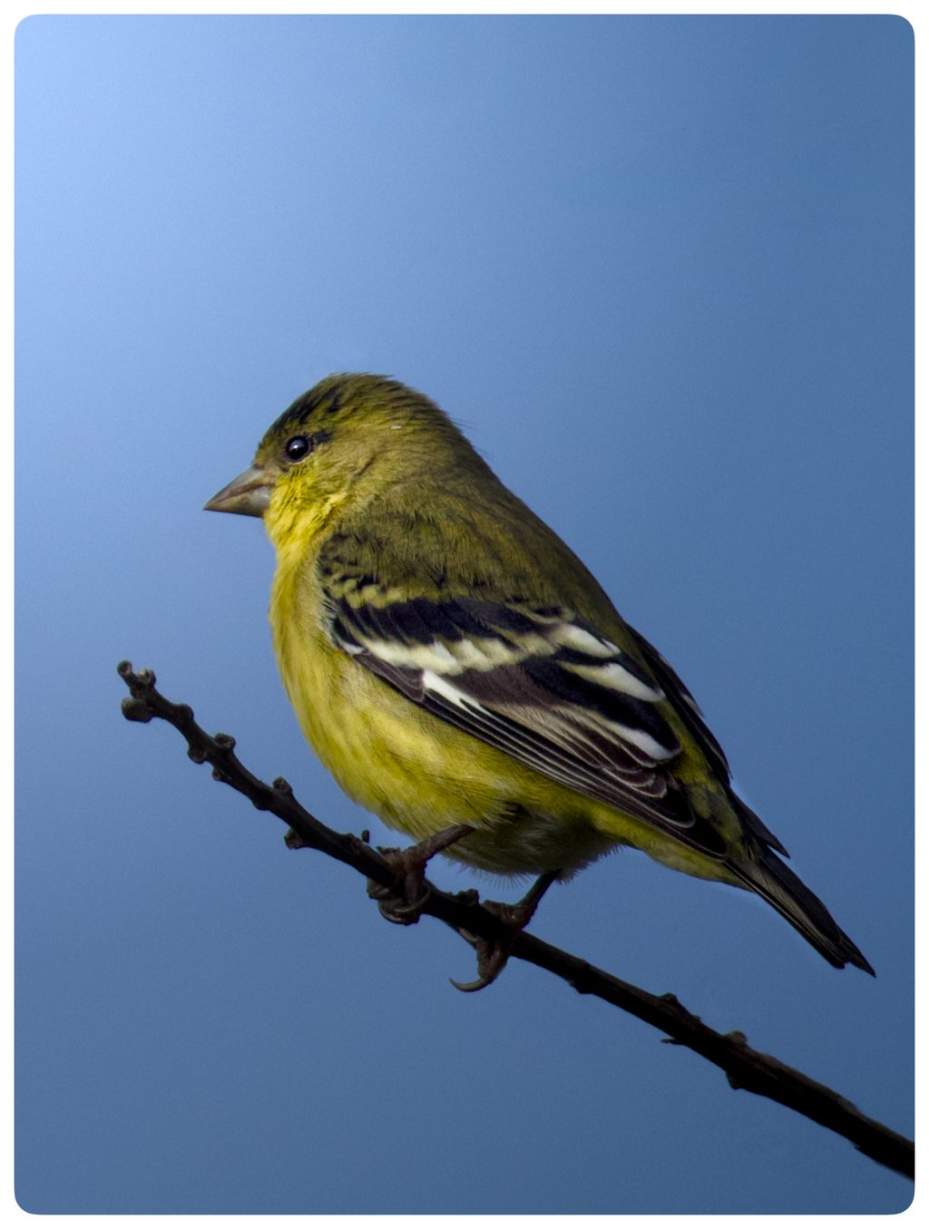 Lesser goldfinch perched on a bare twig against a clear blue sky