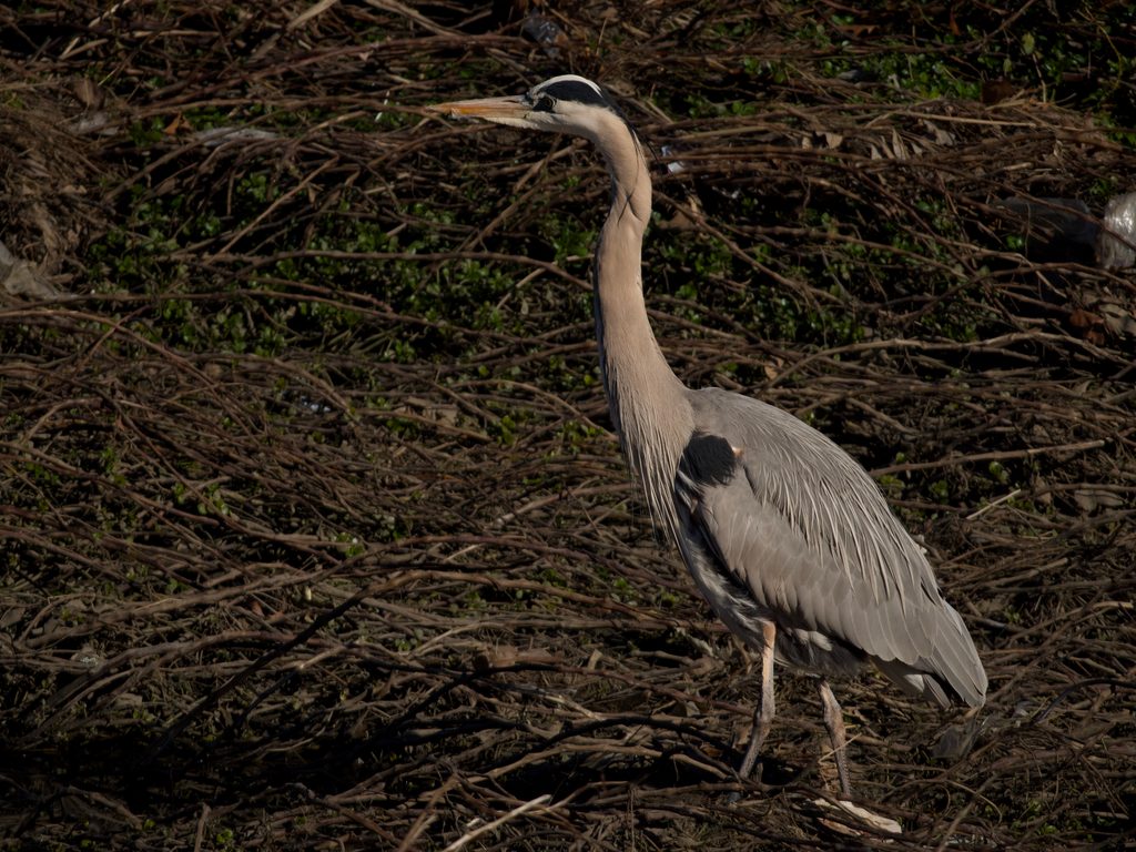 Great blue heron standing in a tangle of dry branches, neck stretched upward in low sun